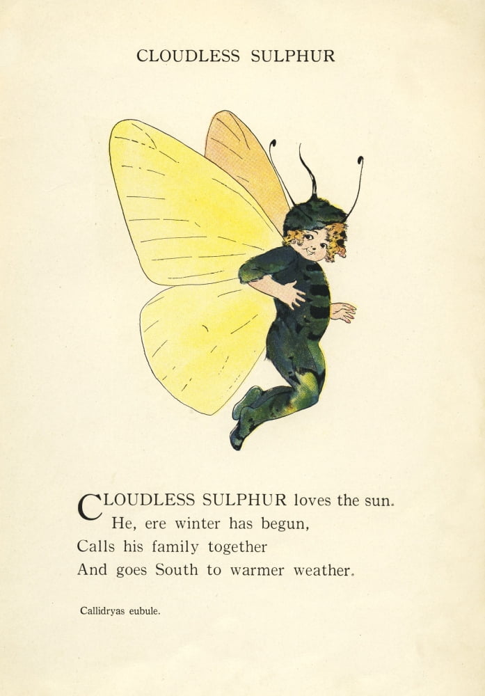 Butterfly Babies 1914 Cloudless Sulphur Canvas Art - MT Ross (24 x 36)