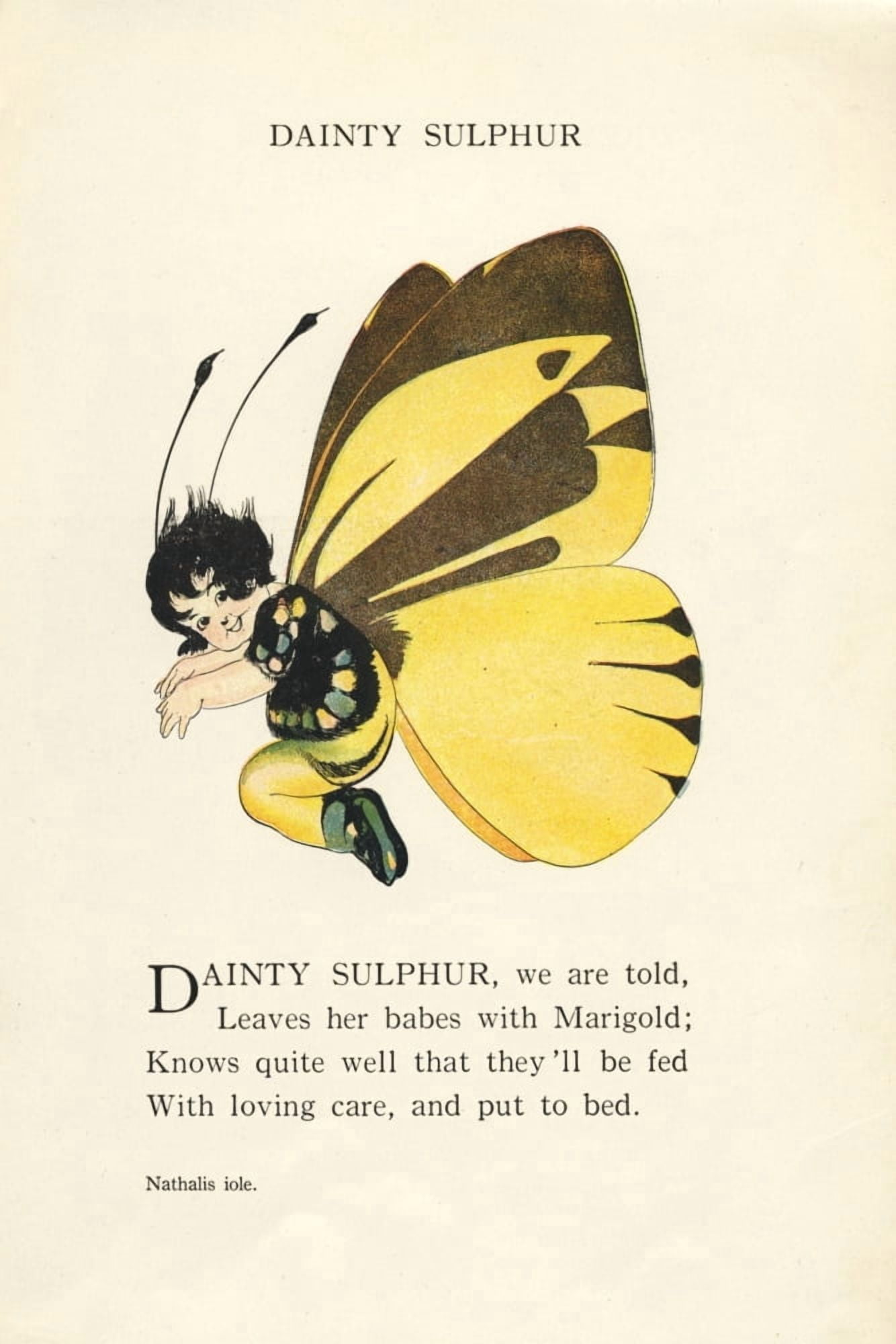 Butterfly Babies 1914 Dainty Sulphur Canvas Art - MT Ross (18 x 24)