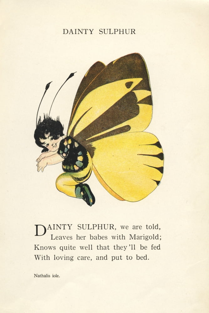 Butterfly Babies 1914 Dainty Sulphur Canvas Art - MT Ross (24 x 36)