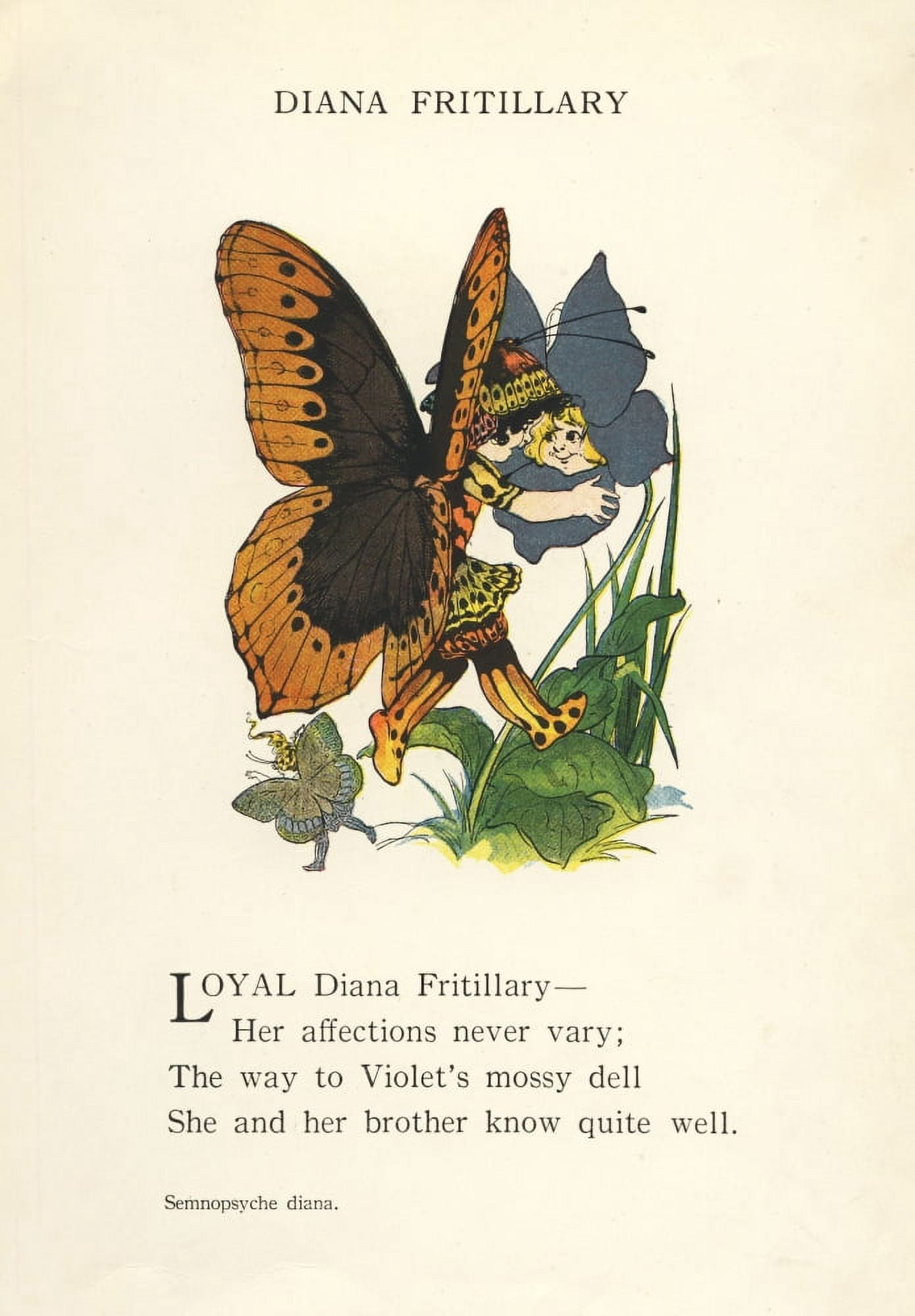Butterfly Babies 1914 Diana Fritillary Canvas Art - MT Ross (24 x 36)