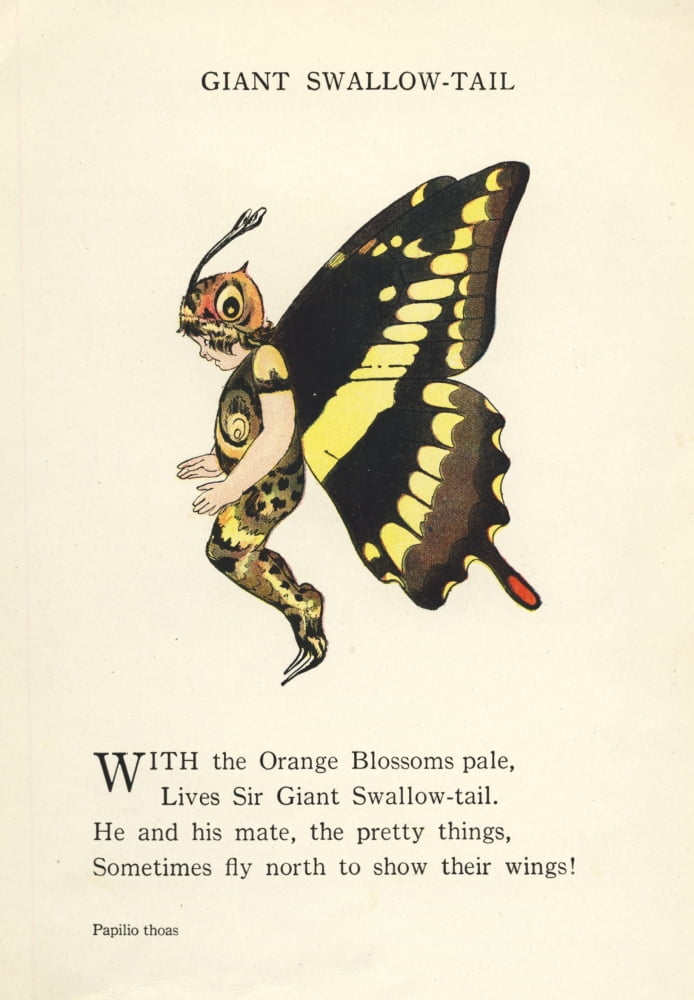 Butterfly Babies 1914 Giant Swallow-tail Canvas Art - MT Ross (24 x 36)