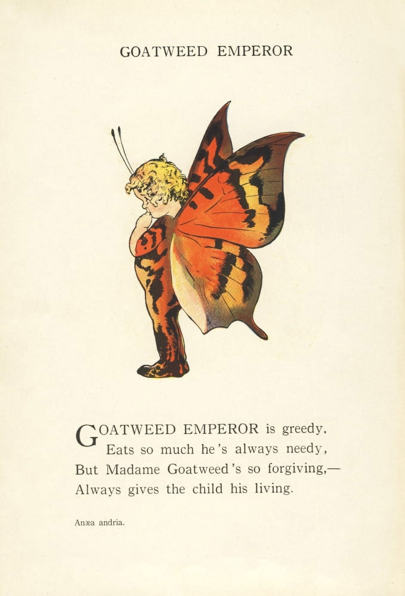 Butterfly Babies 1914 Goatweed Emperor Canvas Art - MT Ross (18 x 24)