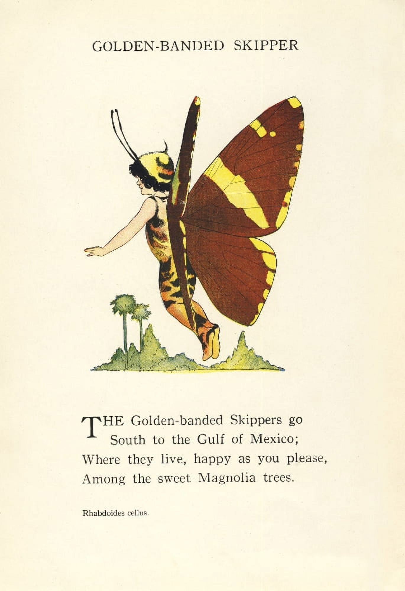 Butterfly Babies 1914 Golden-banded Skipper Canvas Art - MT Ross (18 x 24)