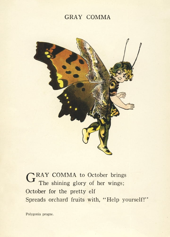 Butterfly Babies 1914 Gray Comma Canvas Art - MT Ross (24 x 36)