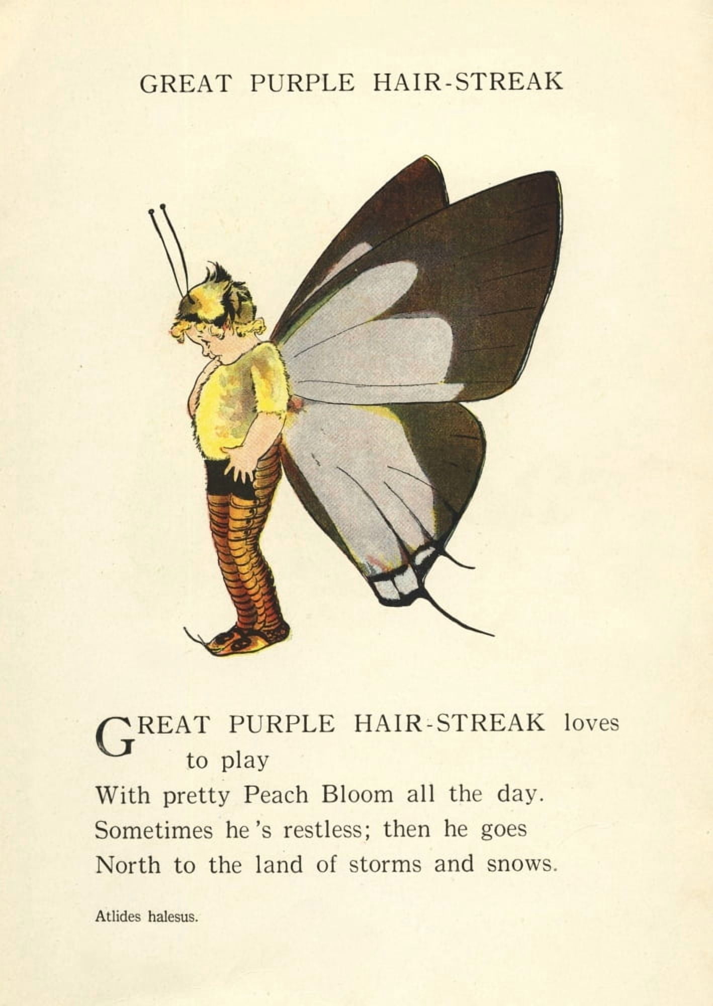 Butterfly Babies 1914 Great Purple Hair-streak Canvas Art - MT Ross (18 x 24)
