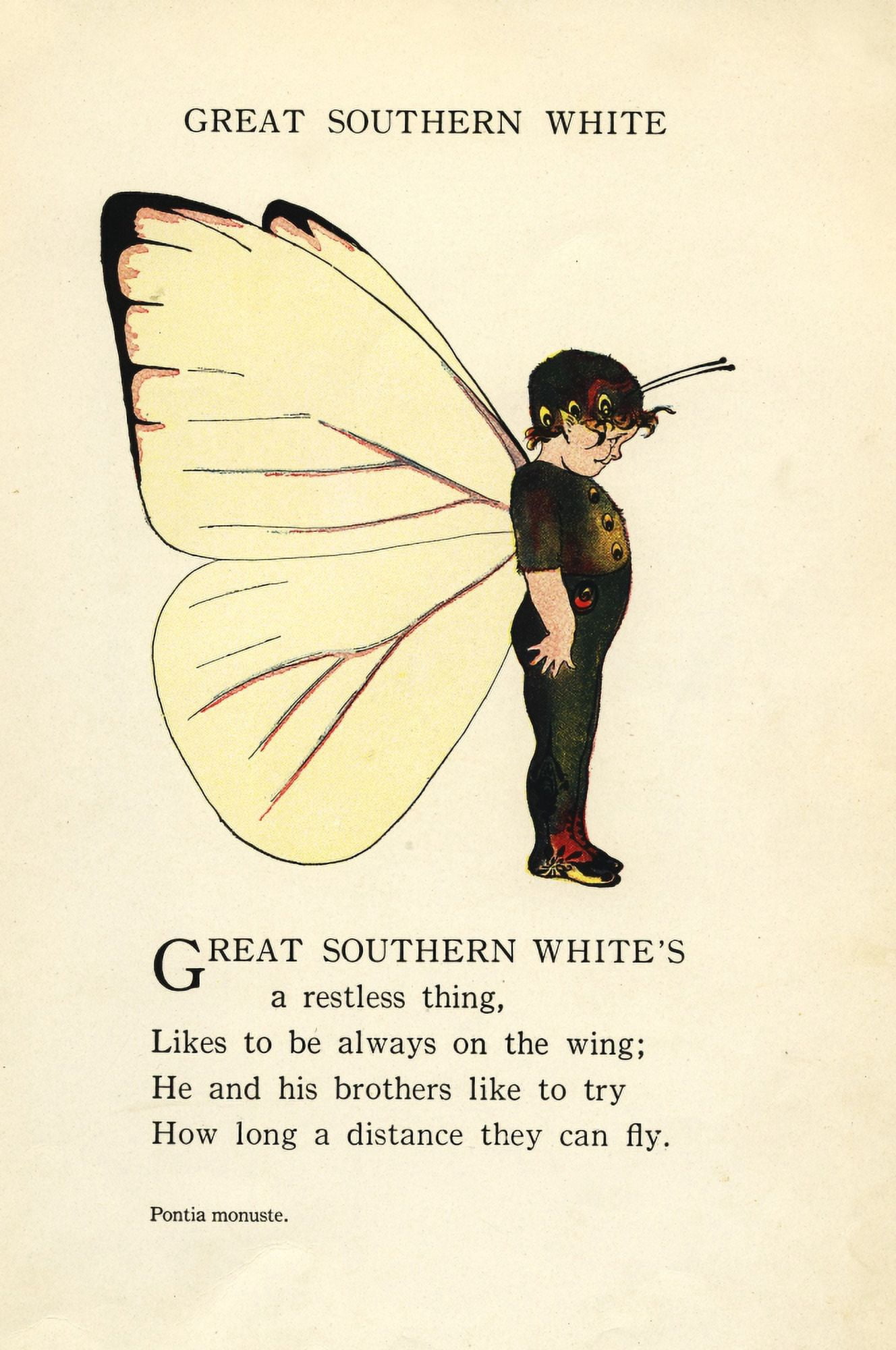Butterfly Babies 1914 Great Southern White Canvas Art - MT Ross (24 x 36)
