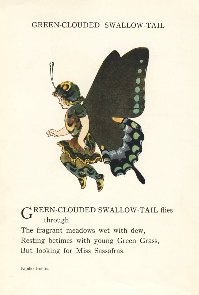 Butterfly Babies 1914 Green-clouded Swallow-tail Canvas Art - MT Ross (18 x 24)