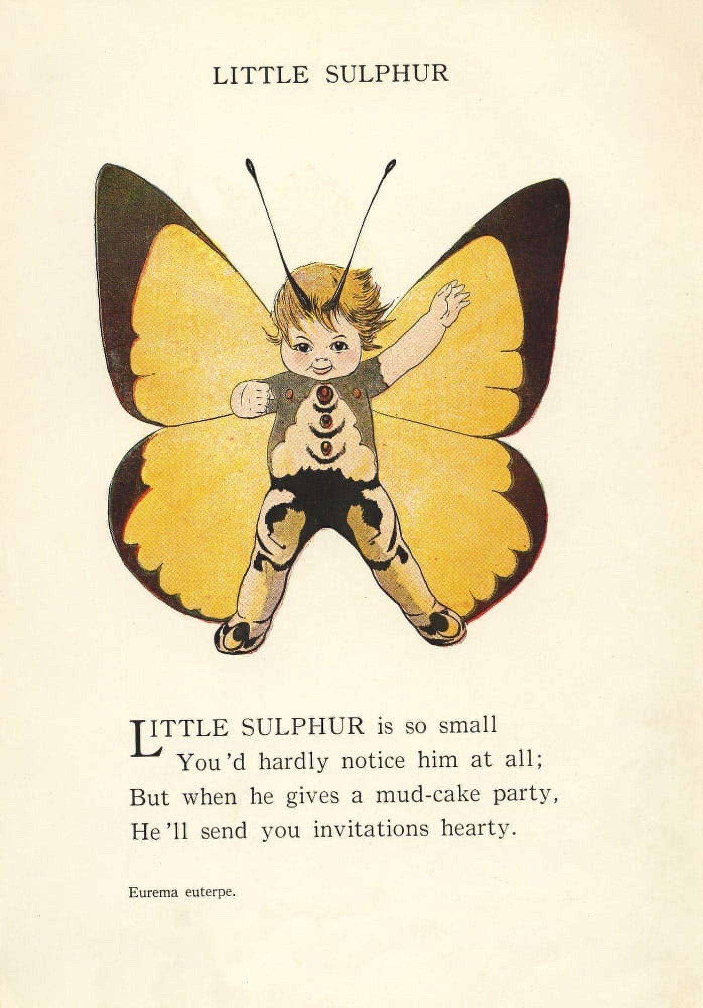 Butterfly Babies 1914 Little Sulphur Canvas Art - MT Ross (24 x 36)