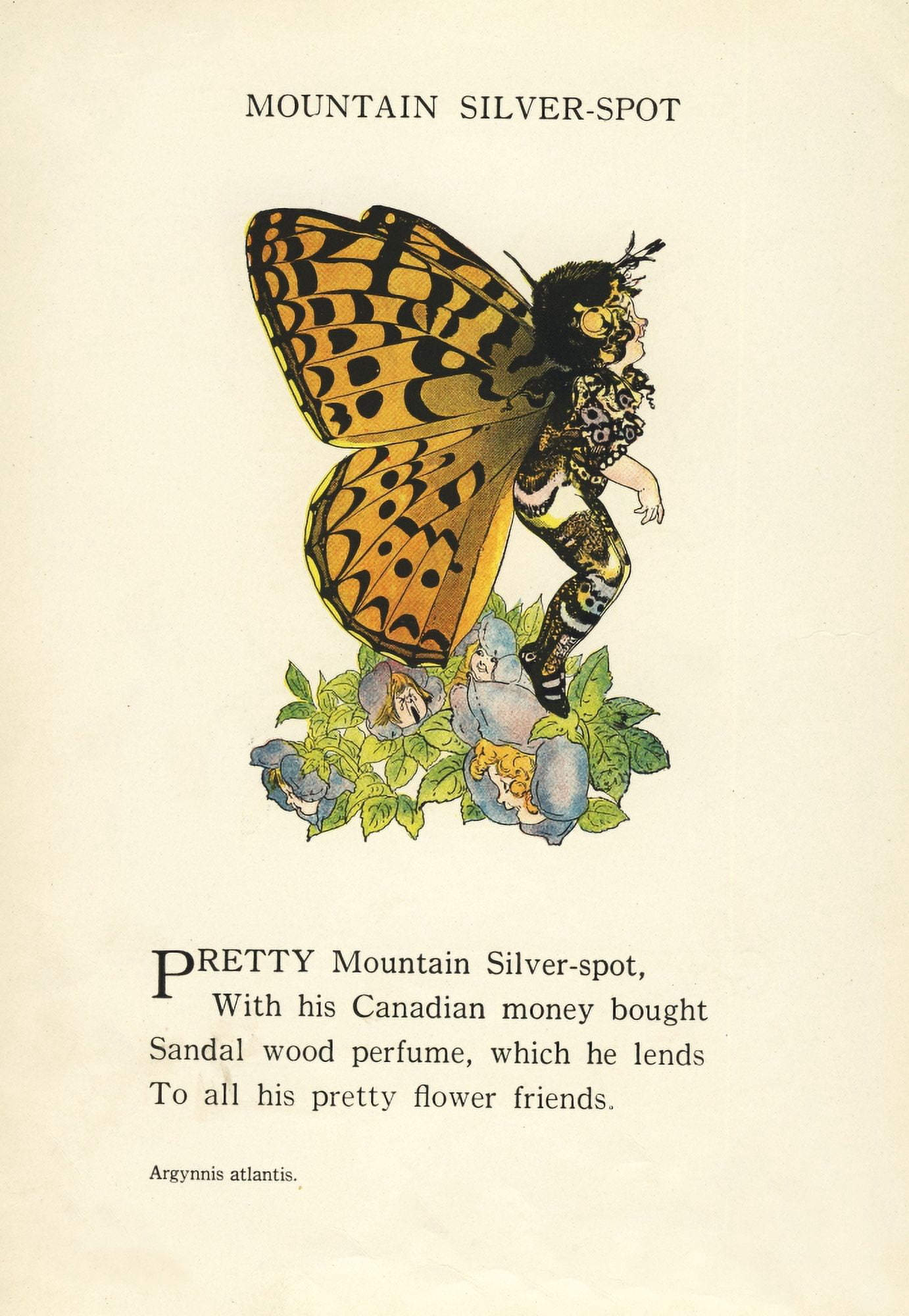 Butterfly Babies 1914 Mountain Silver-spot Canvas Art - MT Ross (18 x 24)