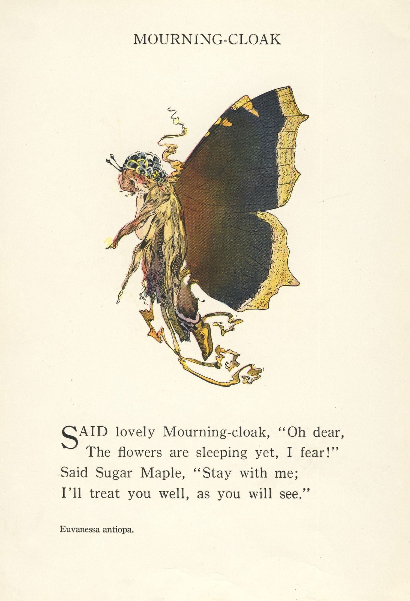 Butterfly Babies 1914 Mourning Cloak Canvas Art - MT Ross (18 x 24)