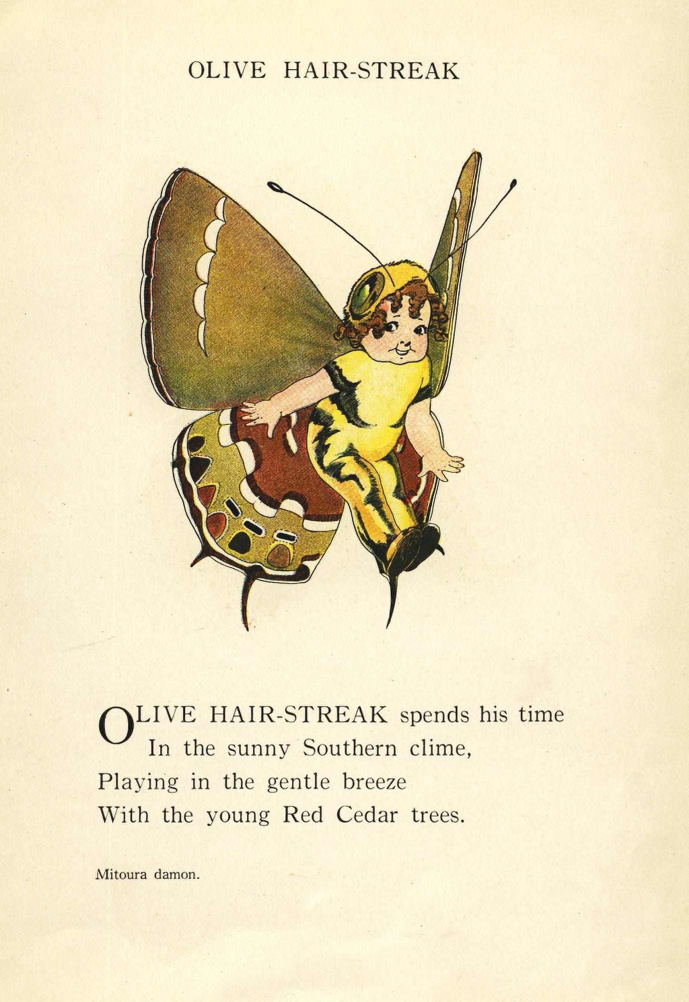 Butterfly Babies 1914 Olive Hair-streak Canvas Art - MT Ross (18 x 24)