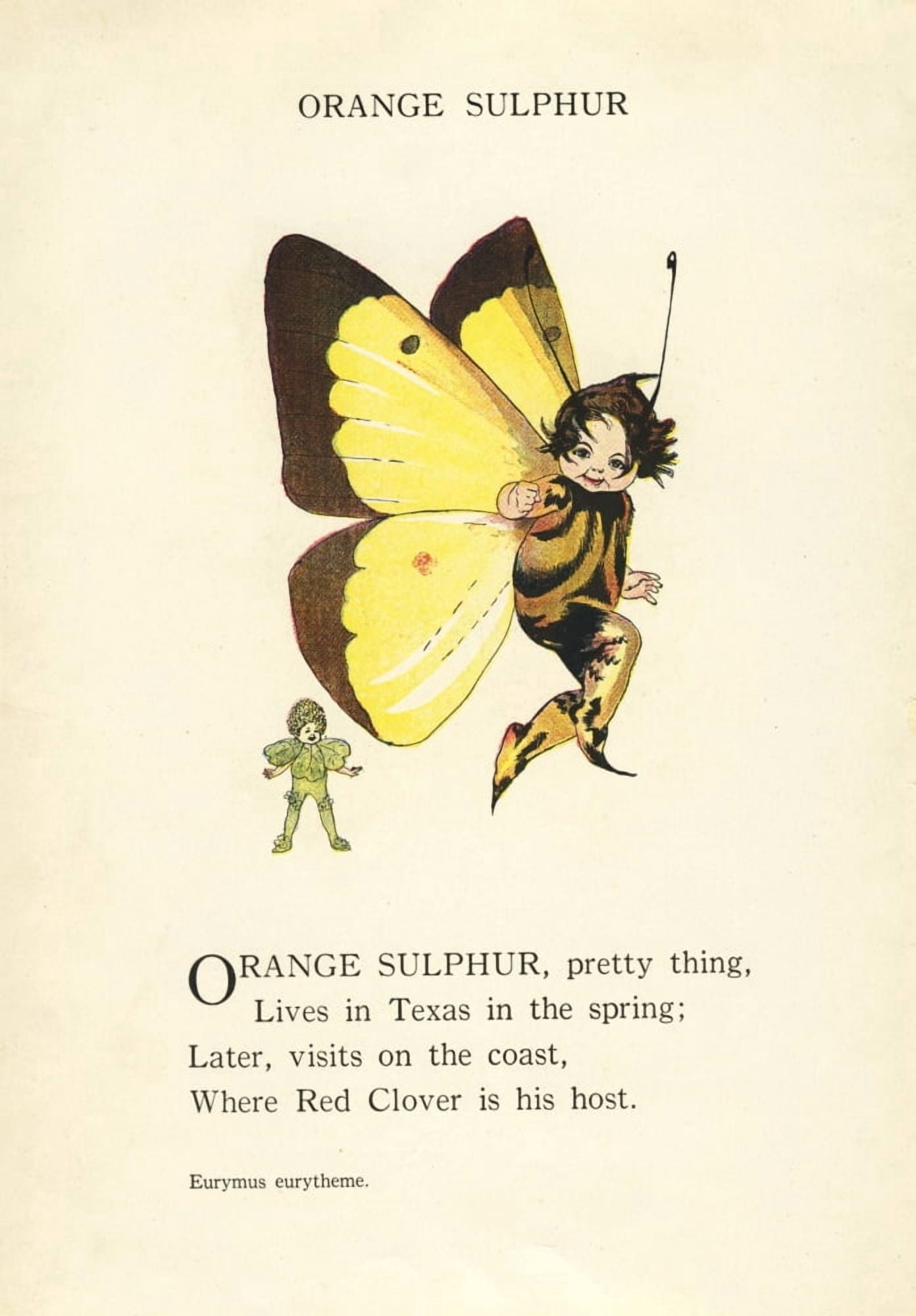 Butterfly Babies 1914 Orange Sulphur Canvas Art - MT Ross (24 x 36)