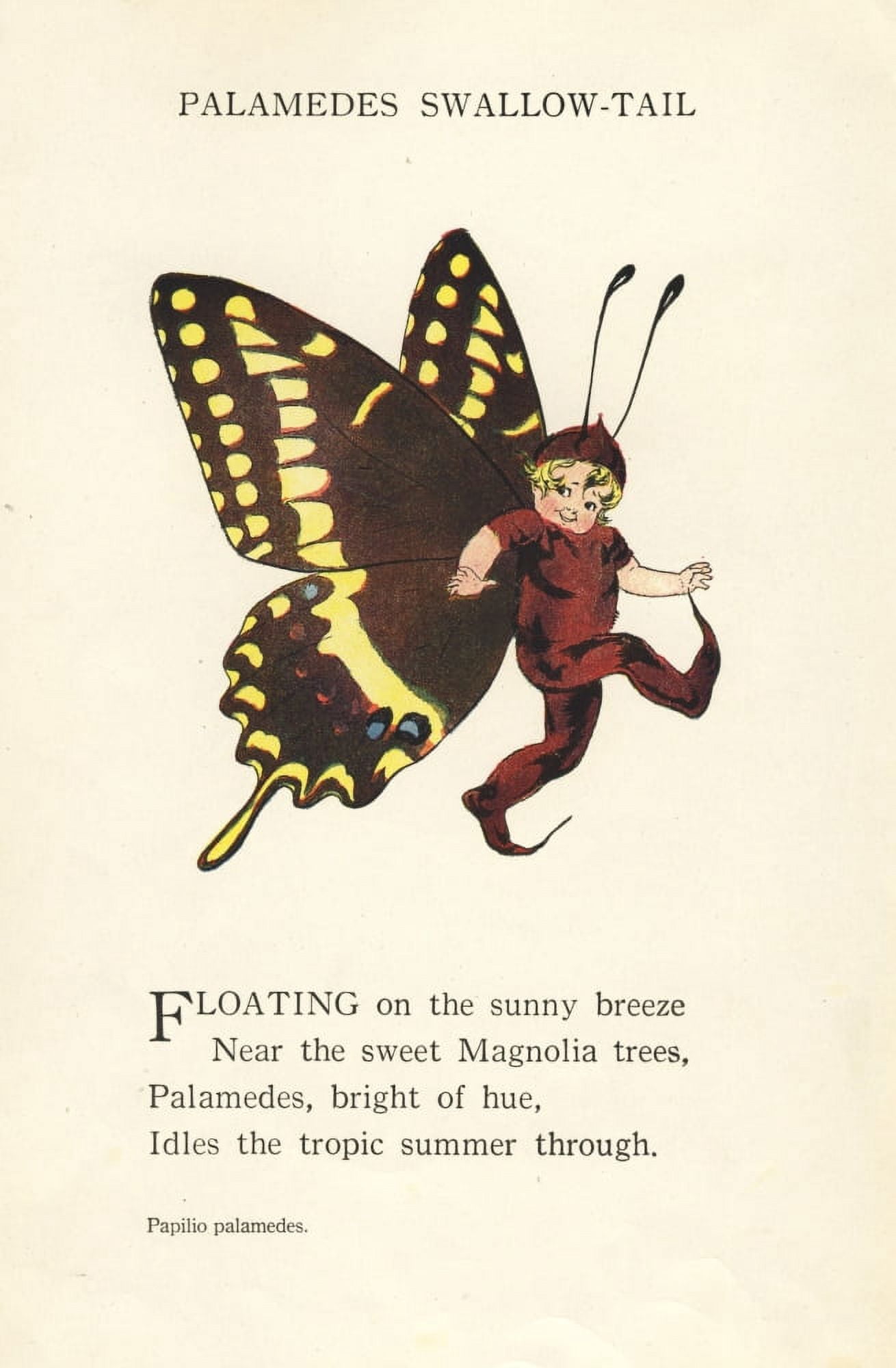 Butterfly Babies 1914 Palamedes Swallow-tail Canvas Art - MT Ross (18 x 24)
