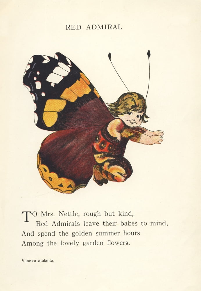 Butterfly Babies 1914 Red Admiral Canvas Art - MT Ross (18 x 24)