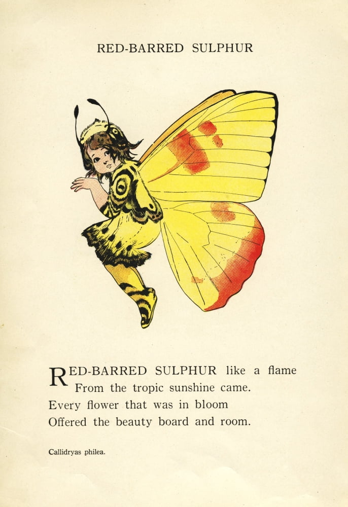 Butterfly Babies 1914 Red-barred Sulphur Canvas Art - MT Ross (24 x 36)