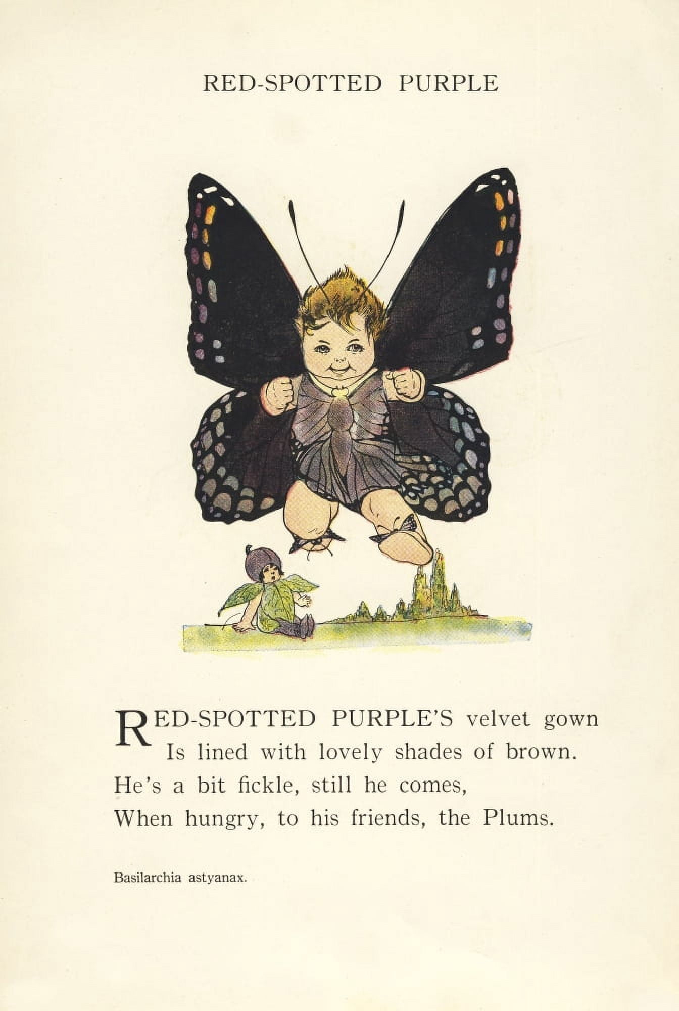 Butterfly Babies 1914 Red-spotted Purple Canvas Art - MT Ross (24 x 36)