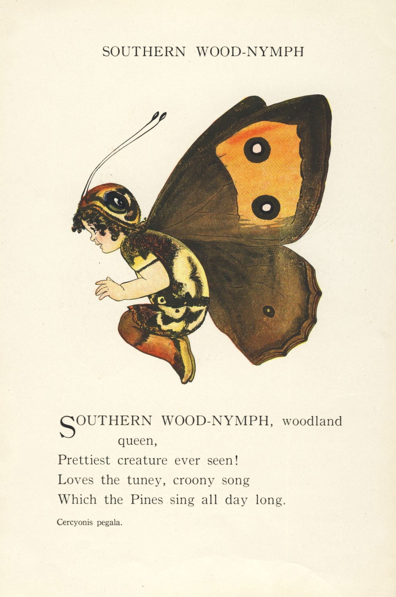 Butterfly Babies 1914 Southern Wood-nymph Canvas Art - MT Ross (18 x 24)