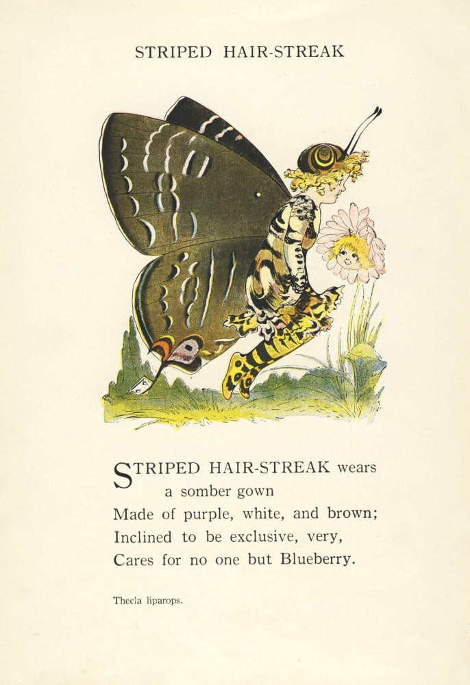 Butterfly Babies 1914 Striped Hair-streak Canvas Art - MT Ross (18 x 24)