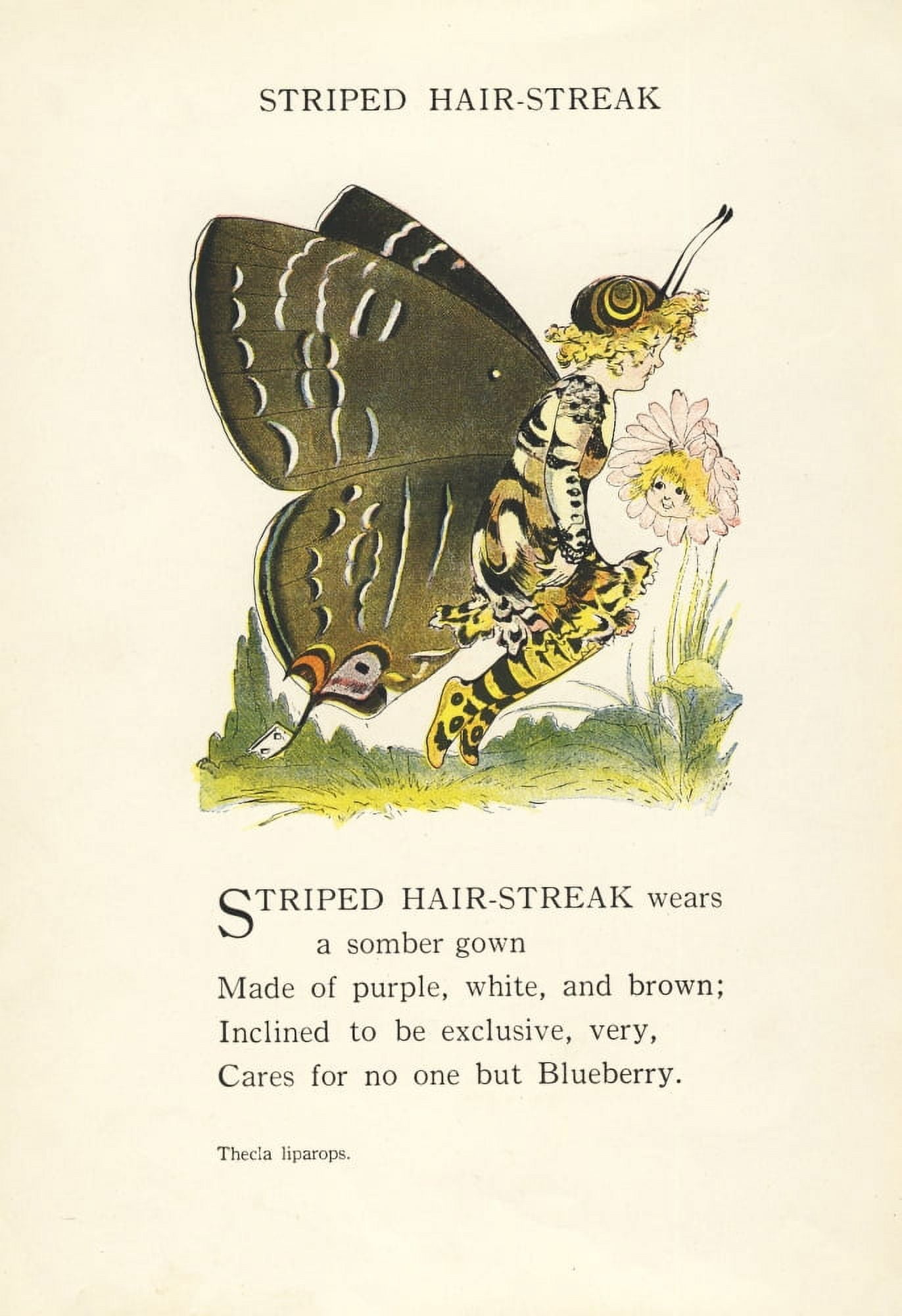 Butterfly Babies 1914 Striped Hair-streak Canvas Art - MT Ross (24 x 36)