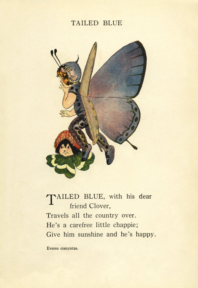 Butterfly Babies 1914 Tailed Blue Canvas Art - MT Ross (24 x 36)