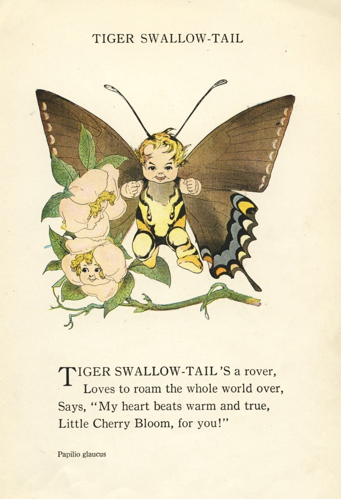 Butterfly Babies 1914 Tiger Swallow-tail Canvas Art - MT Ross (18 x 24)
