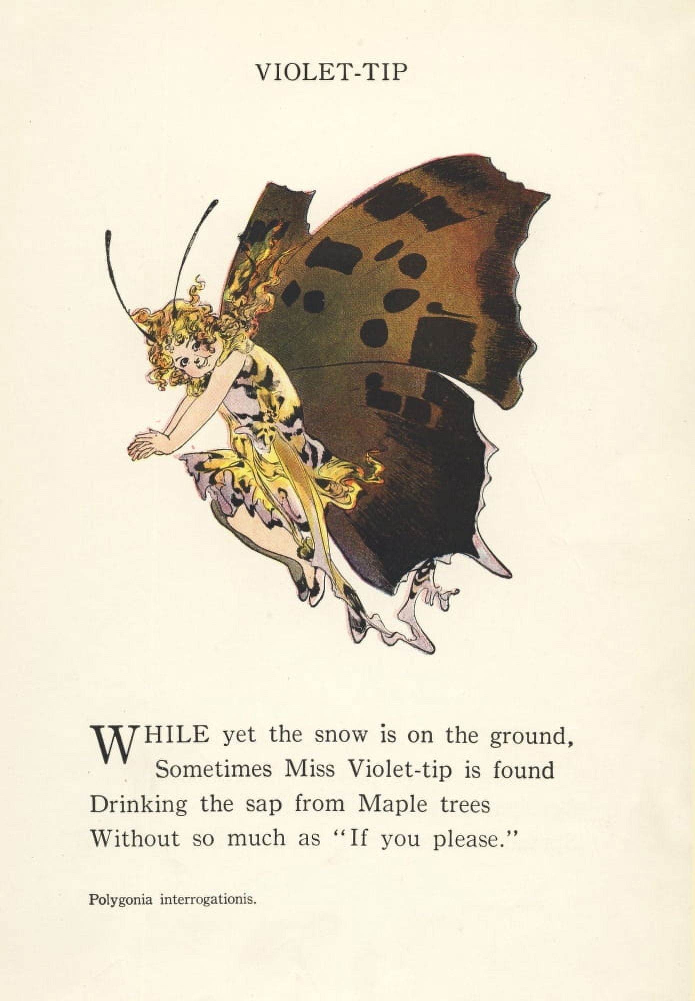 Butterfly Babies 1914 Violet-tip Canvas Art - MT Ross (18 x 24)