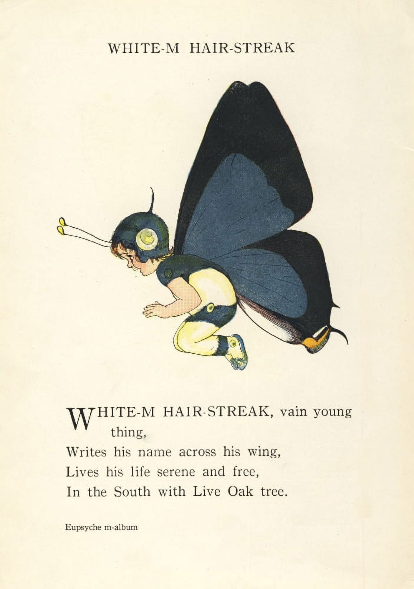 Butterfly Babies 1914 White-M Hair-streak Canvas Art - MT Ross (24 x 36)