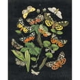 thumbnail image 1 of Butterfly Bouquet on Black IV Poster Print by Wild Apple Portfolio (24 x 30), 1 of 2