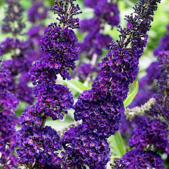 Butterfly Bush Plant Live, Perennial Buddleia Bushes Ready to Grow Outdoor 4-8 Inches (Dark Purple Buddleia)