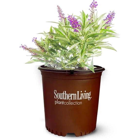 Butterfly Candy Li'l Grape Butterfly Bush in 1 Gallon Grower's Pot - Compact Pollinator Attractor