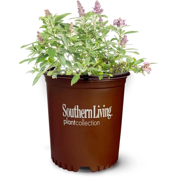 Butterfly Candy Li'l Lavender Butterfly Bush in 1 Gallon Grower's Pot - Attracts Pollinators - Dwarf Variety