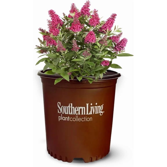 Butterfly Candy Li'l Raspberry Butterfly Bush in 1 Gallon Pot - Dwarf Growth Habit - Red Blooms Attract Pollinators