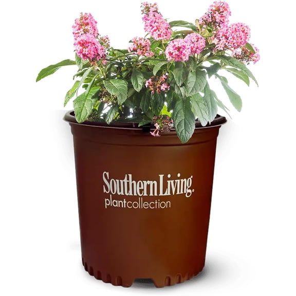 Butterfly Candy Li'l Taffy Butterfly Bush in 1 Gallon Grower's Pot - Pollinator Attracting Pink Blooms - Dwarf Growth Habit