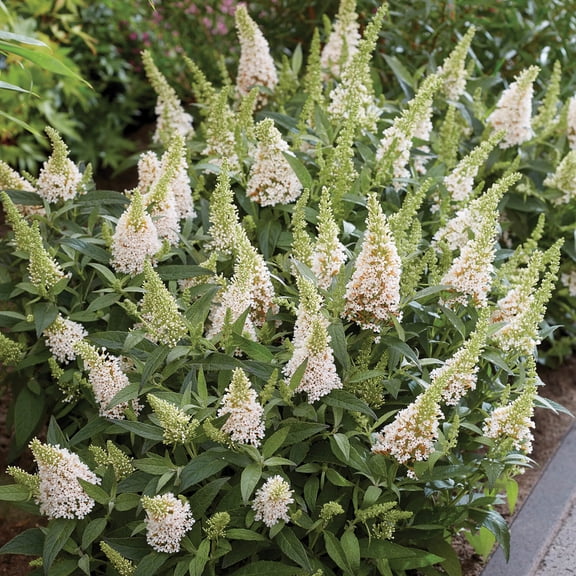 Butterfly Candy Lil' Coconut Butterfly Bush (1.5 gallon) White Flowering Perennial Full Sun