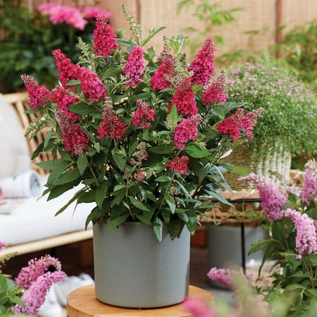 Butterfly Candy Lil' Raspberry Butterfly Bush (1.5 gal) Pink Flowering Perennial Full Sun