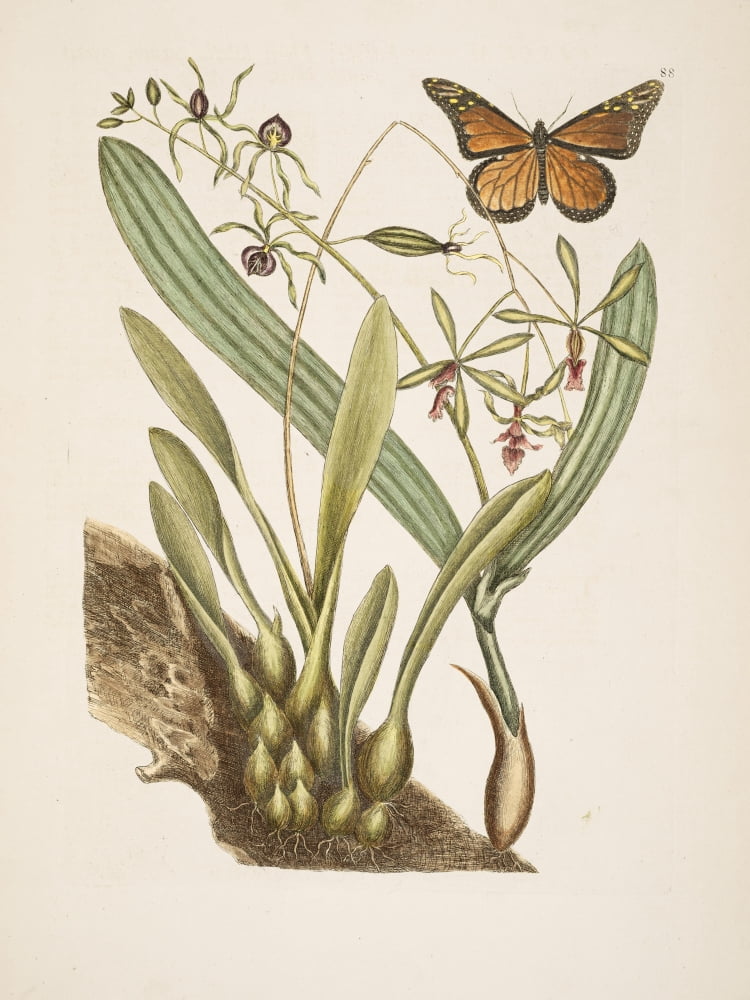 Butterfly Canvas Art - Mark Catesby (18 x 24)
