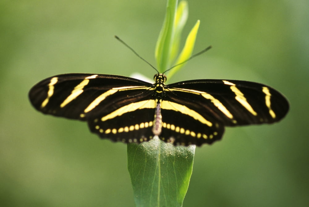 Butterfly Canvas Art - Natural Selection Craig Tuttle Design Pics (36 x 24)
