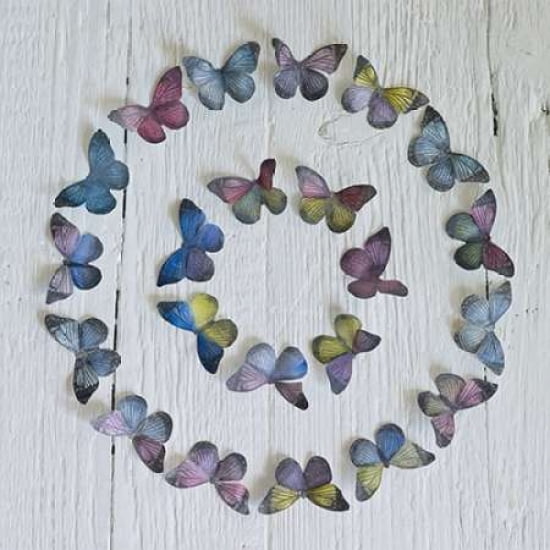 Butterfly Circle Canvas Art - Howard Shooter (24 x 24)