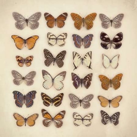 Butterfly Collection Canvas Art - Ian Winstanley (24 x 24)