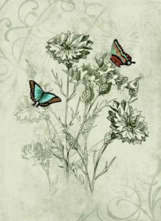 Butterfly Collection I Canvas Art - Steve Butler (18 x 24)
