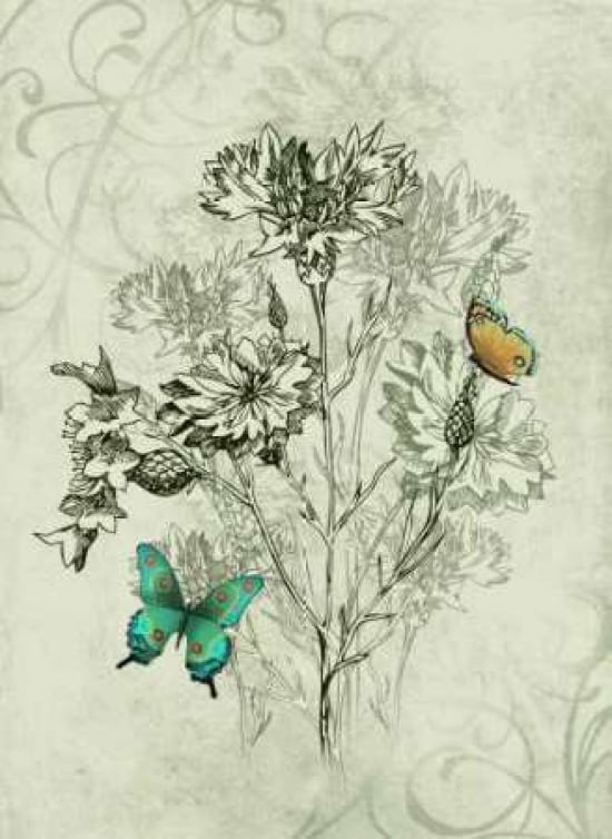 Butterfly Collection II Canvas Art - Steve Butler (18 x 24)