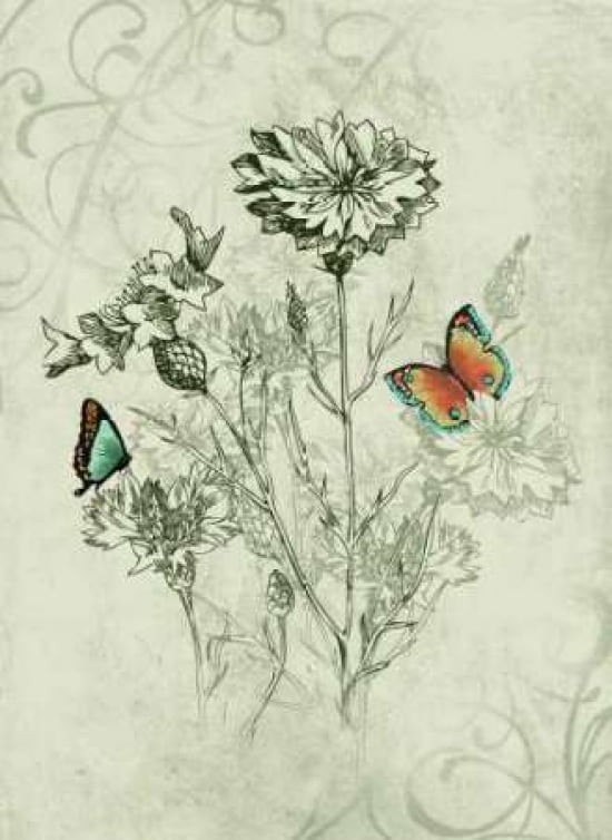 Butterfly Collection IV Canvas Art - Steve Butler (18 x 24)