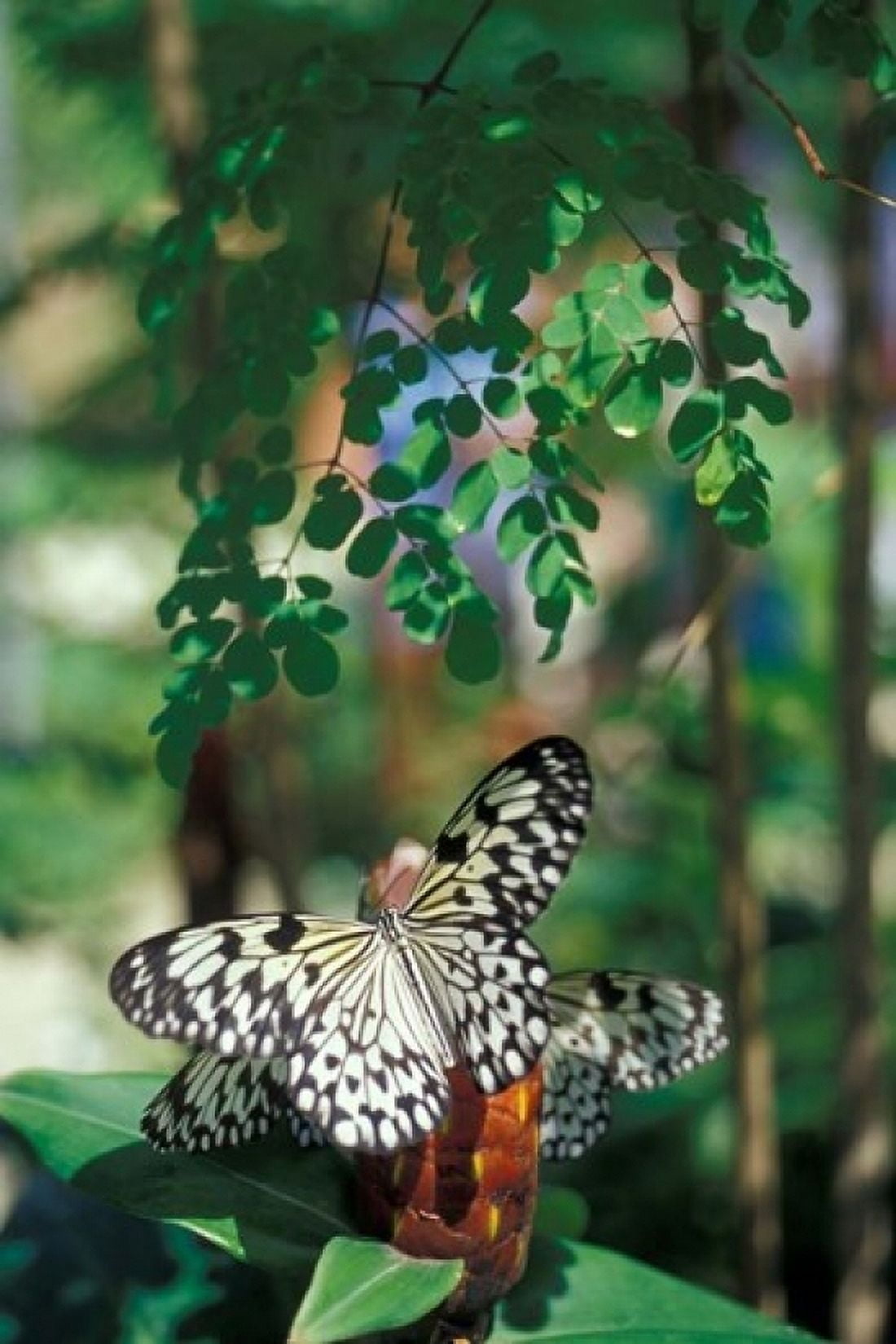 Butterfly Farm on St Martin Caribbean Canvas Art - Robin Hill DanitaDelimont (24 x 36)