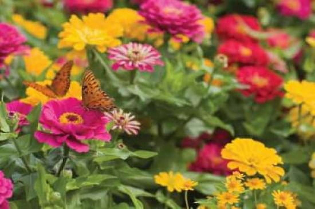 Butterfly Field II Canvas Art - Karyn Millet (24 x 36)