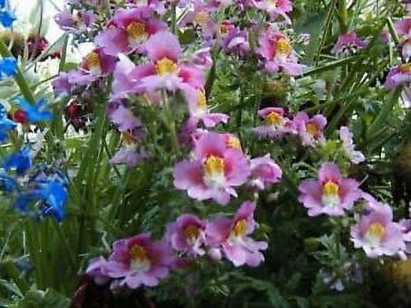 Butterfly Flower- Angel Wings-Schizanthus - Mix -100 Seeds