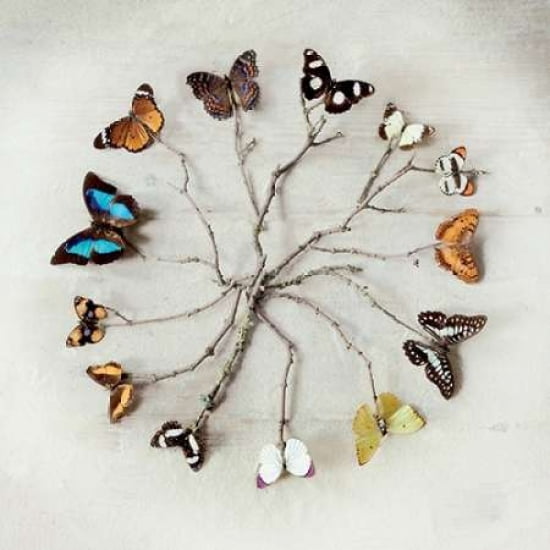 Butterfly Harmony Canvas Art - Ian Winstanley (24 x 24)