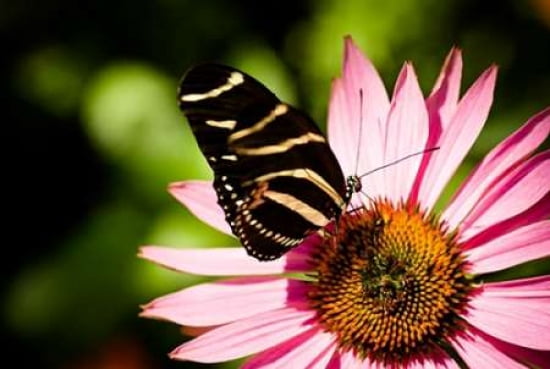Butterfly II Canvas Art - Beth Wold (20 x 28)