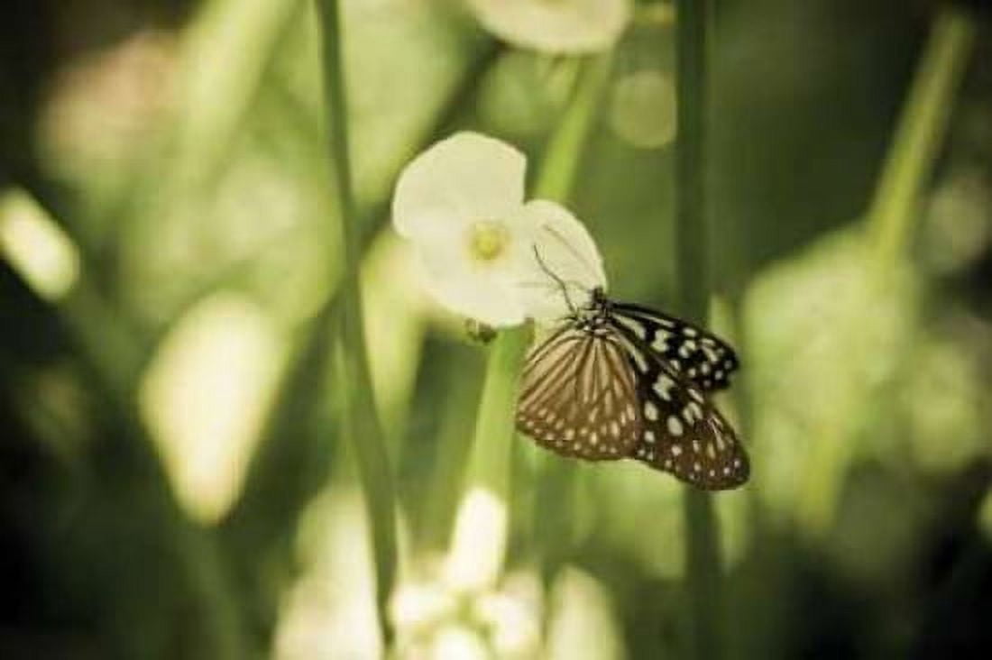 Butterfly II Canvas Art - Erin Berzel (12 x 18)