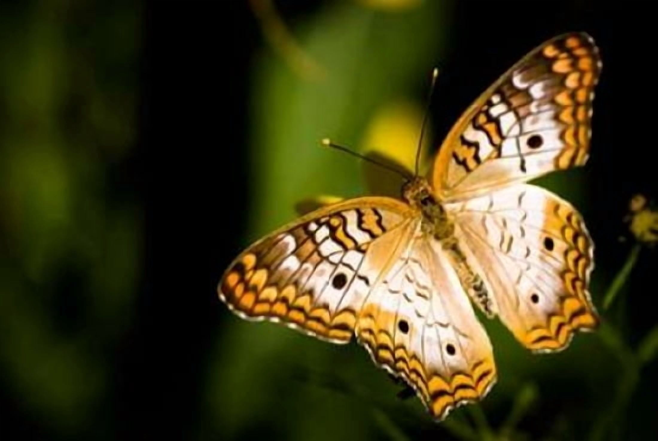 Butterfly III Canvas Art - Beth Wold (24 x 36)