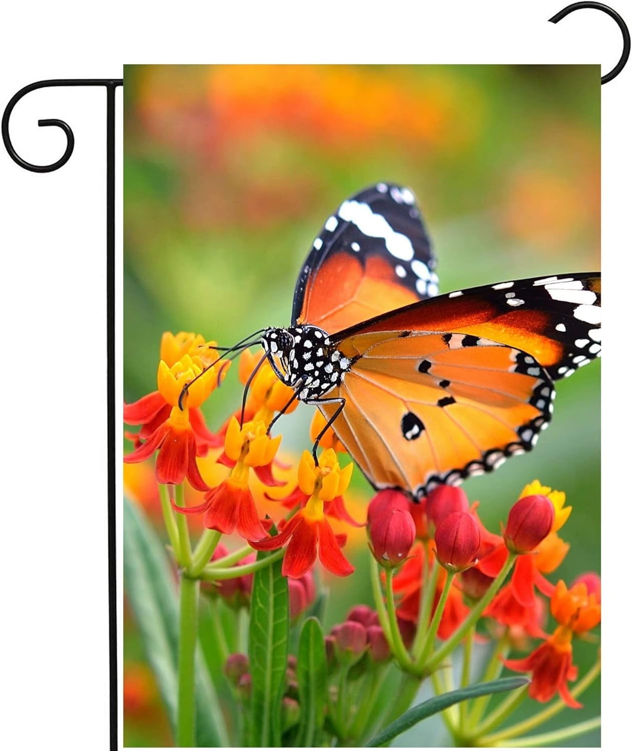 Fly Insect Flag Butterfly Insects in On Orange Floral Flowers Spring Summer Natural ...